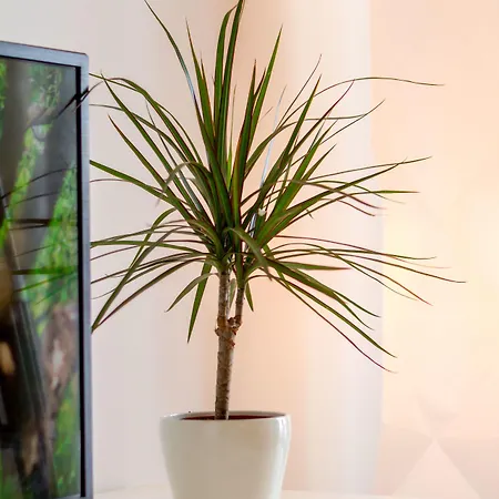 And Bonkan Hvar Apartament Hvar Town